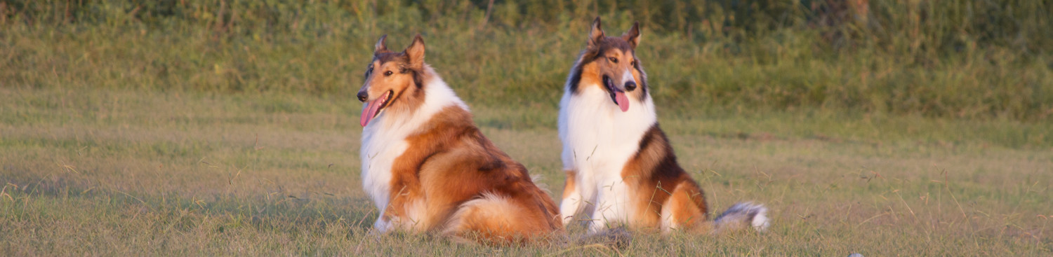 Sir Collies